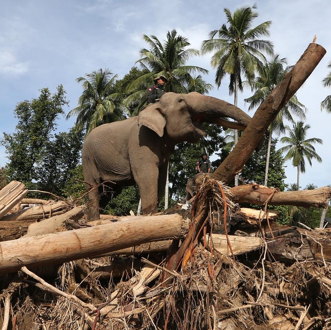 Gajah Turun Gunung, Bantu Bersihkan Puing Bencana di Pidie Jaya