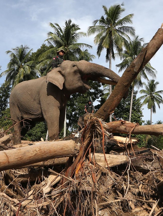 Gajah Turun Gunung, Bantu Bersihkan Puing Bencana di Pidie Jaya
