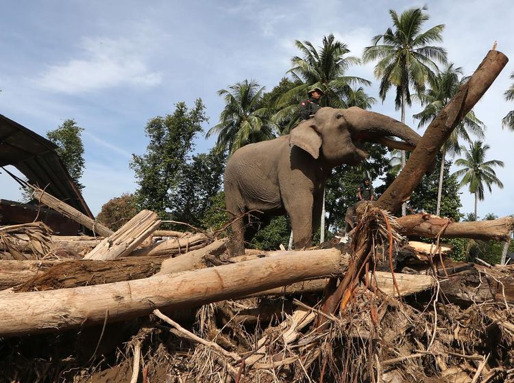 Gajah Turun Gunung, Bantu Bersihkan Puing Bencana di Pidie Jaya