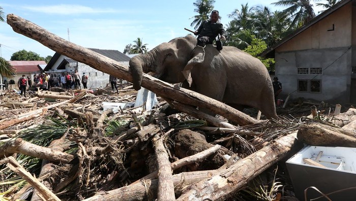 Sejumlah Gajah Sumatera (Elephas maximus sumatranus) jinak yang ditunggangi mahout membersihkan puing kayu yang menutupi jalan dan permukiman warga akibat bencana alam di Desa Meunasah Bie, Pidie Jaya, Aceh, Senin (8/12/2025). Balai Konservasi Sumber Daya Alam (BKSDA) Aceh mengerahkan empat ekor gajah jinak untuk membantu membersihkan puing kayu yang menutupi rumah penduduk pascabencana banjir bandang di Kabupaten Pidie Jaya. ANTARA FOTO/Irwansyah Putra