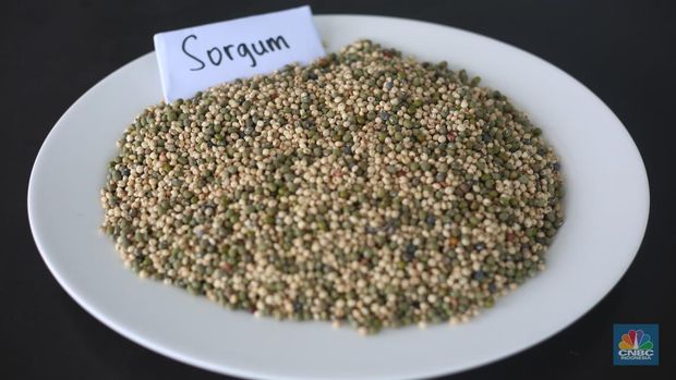 Ilustrasi Sorgum. (CNBC Indonesia/Tias Budiarto)