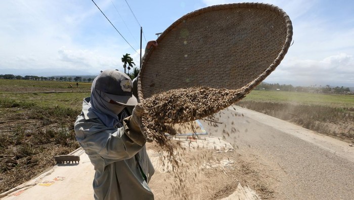 Petani menyelamatkan padi pascapanen yang terendam banjir bandang di Pidie Jaya, Aceh, Senin (8/12/2025). Berdasarkan data sementara posko tanggap darurat bencana Aceh pada 7 Desember menyebutkan kerusakan lahan pertanian di provinsi Aceh akibat bencana hidrometeorologi yang terjadi sejak 25 November lalu telah mencapai 65 ribu hektare lebih. ANTARA FOTO/Irwansyah Putra