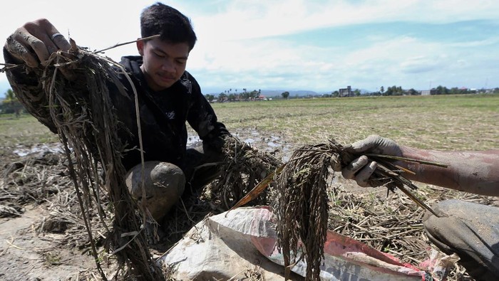 Petani menyelamatkan padi pascapanen yang terendam banjir bandang di Pidie Jaya, Aceh, Senin (8/12/2025). Berdasarkan data sementara posko tanggap darurat bencana Aceh pada 7 Desember menyebutkan kerusakan lahan pertanian di provinsi Aceh akibat bencana hidrometeorologi yang terjadi sejak 25 November lalu telah mencapai 65 ribu hektare lebih. ANTARA FOTO/Irwansyah Putra