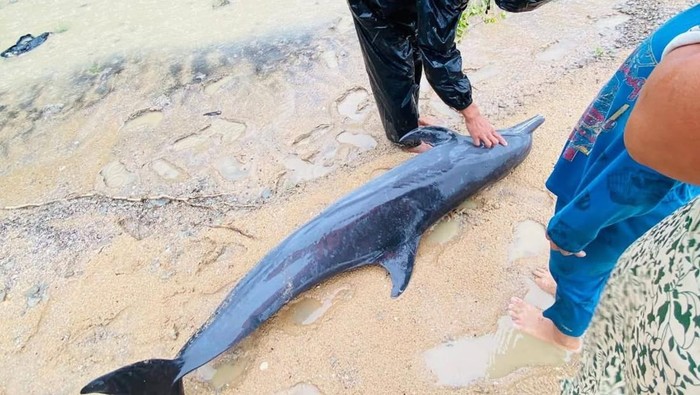 Lumba-lumba terdampar di Pantai Paloh Sambas.