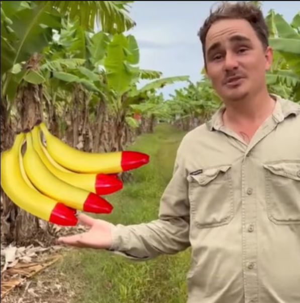 Misteri Pisang dengan Ujung Warna Merah di Australia Bikin Heboh Turis! Misteri Pisang dengan Ujung Warna Merah di Australia Bikin Heboh Turis!