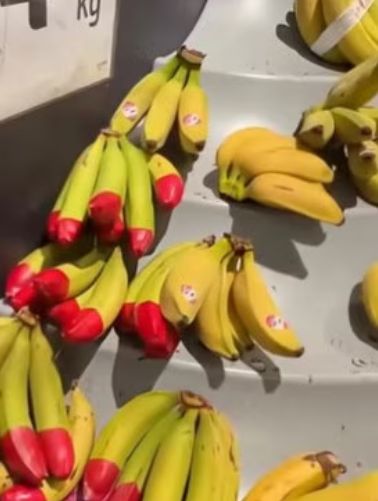 Misteri Pisang dengan Ujung Warna Merah di Australia Bikin Heboh Turis!