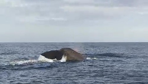 Paus sperma muncul di perairan Pemuteran, Buleleng.