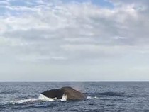 Diduga Migrasi, Paus Sperma Muncul Berulang Kali di Perairan Bali Utara