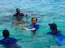 Restorasi Karang dan Pelepasan Ikan Badut di Pulau Macan