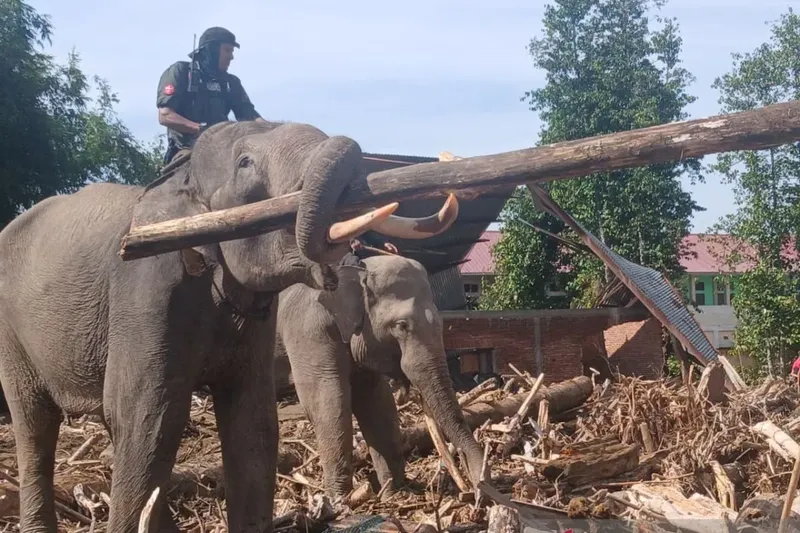 Seekor gajah sedang mengangkut puing kayu pasca banjir bandang dari pemukiman penduduk di Gampong Meunasah Bie Kecamatan Meurah Dua Kabupaten Pidie Jaya, Aceh, Senin (8/12/2025). Seekor gajah sedang mengangkut puing kayu pasca banjir bandang dari pemukiman penduduk di Gampong Meunasah Bie Kecamatan Meurah Dua Kabupaten Pidie Jaya, Aceh, Senin (8/12/2025).