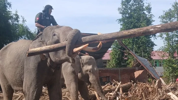 Gajah-gajah Terlatih Dilibatkan Bersihkan Puing Banjir Bandang di Aceh