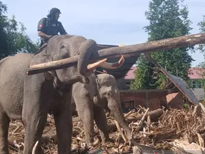 Penggunaan Gajah untuk Bersihkan Kayu Bekas Banjir Dikritik