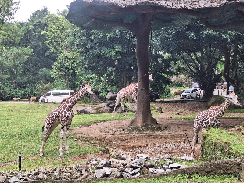 Taman Safari Indonesia Taman Safari Indonesia