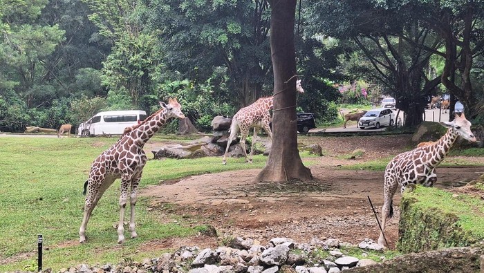 Taman Safari Indonesia