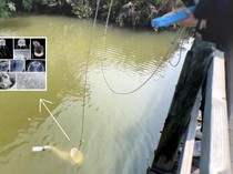 Wujud Ubur-ubur 24 Mata yang Ditemukan Peneliti di Kolam Udang