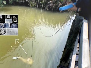 Geger! Makhluk Baru Bermata 24 Ditemukan di Kolam Hong Kong