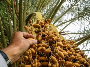 5 Buah Langka yang Sudah Punah, Nomor 5 Ternyata Asal Indonesia