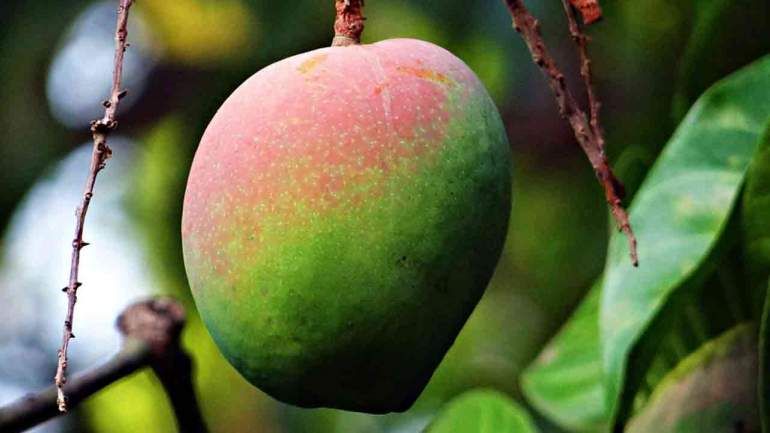 5 Buah Langka yang Sudah Punah, Nomor 5 Ternyata Asal Indonesia Tampilan Buah Langka yang Sudah Punah