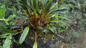 Anggrek Emas Papua, Bukan Sekadar Tanaman Hias, tapi Warisan Leluhur Suku Mee
