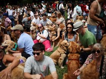 Ribuan Golden Retriever Padati Buenos Aires untuk Rekor Dunia