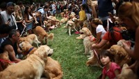 Pemilik dan Golden Retriever mereka datang berbondong-bondong untuk ambil bagian dalam pertemuan besar yang menargetkan catatan jumlah peserta terbanyak sepanjang sejarah ras ini. REUTERS/Agustin Marcarian