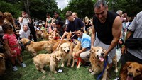 Kerumunan Golden Retriever terlihat memenuhi ruang terbuka, di mana para pemilik saling berinteraksi sambil membawa anjing mereka dalam momen berkumpul skala besar. REUTERS/Agustin Marcarian