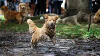 Di salah satu sudut, seekor Golden Retriever tampak bermain di genangan lumpur, menambah suasana meriah saat ribuan peserta hadir dalam momen langka itu. REUTERS/Agustin Marcarian