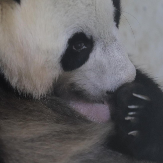 Kenalkan Satrio, Bayi Panda Pertama yang Lahir di Indonesia