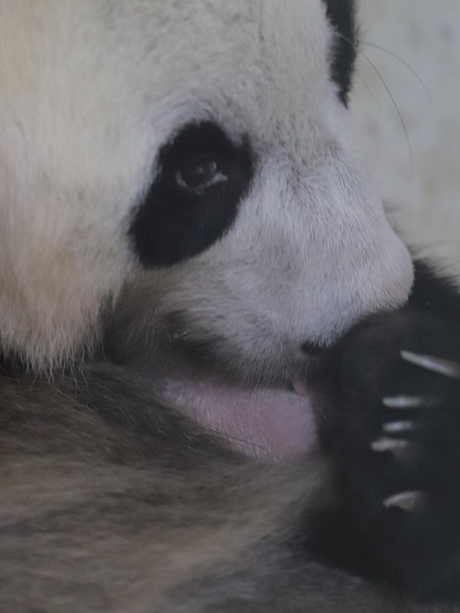 Kenalkan Satrio, Bayi Panda Pertama yang Lahir di Indonesia