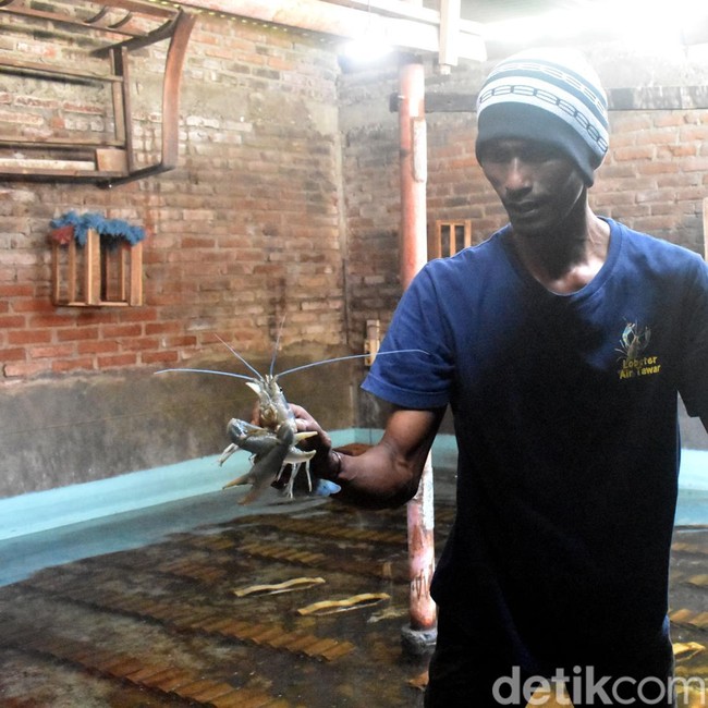 Warga di Sidoarjo Manfaatkan Ruang Kosong Untuk Budidaya Lobster