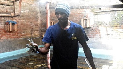 Warga di Sidoarjo Manfaatkan Ruang Kosong Untuk Budidaya Lobster