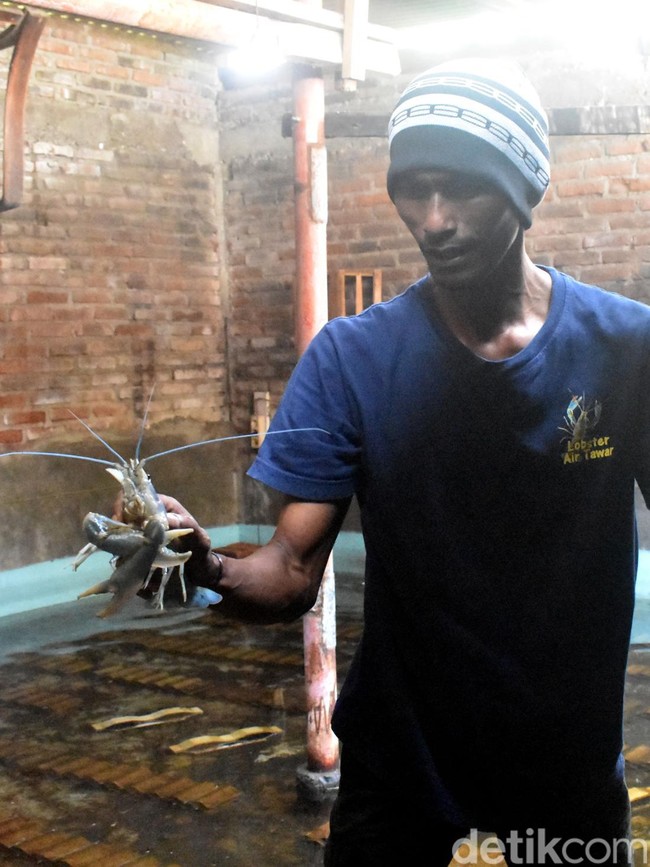 Warga di Sidoarjo Manfaatkan Ruang Kosong Untuk Budidaya Lobster