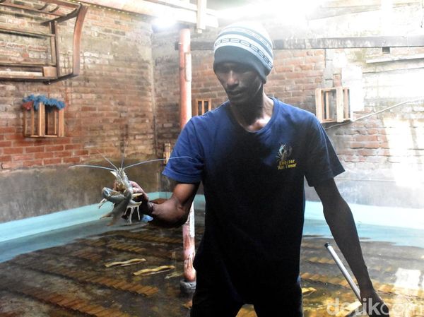Warga di Sidoarjo Manfaatkan Ruang Kosong Untuk Budidaya Lobster