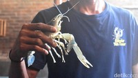 Ketua komunitas, Anton (43) menceritakan, awalnya ia hanya ingin menambah pemasukan lewat budidaya lobster air tawar di rumah orang tuanya.