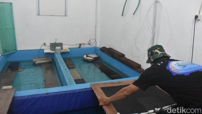 Budidaya Lobster air tawar di Sidoarjo