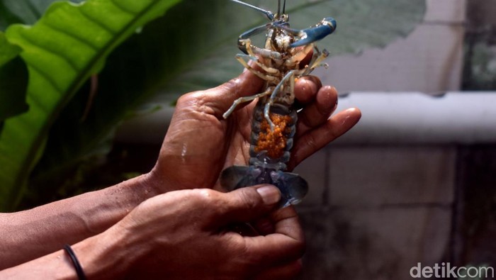 Budidaya Lobster air tawar di Sidoarjo