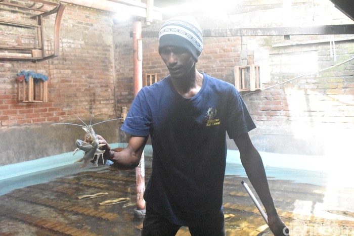 7 Warga Sidoarjo Sulap Rumah Jadi Tempat Budidaya Lobster