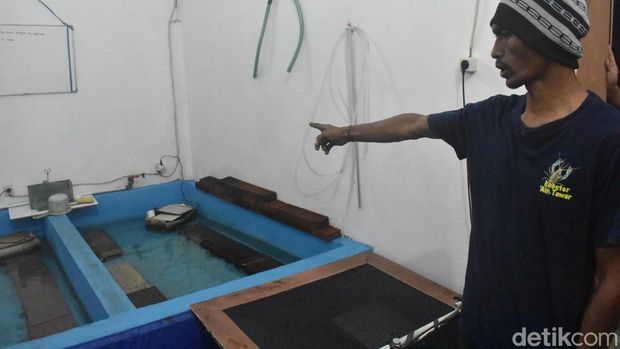 Budidaya lobster di Sidoarjo Budidaya lobster di Sidoarjo