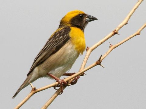 Burung Manyar Burung Manyar