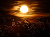 Senja Tenang di Danau Vaccares