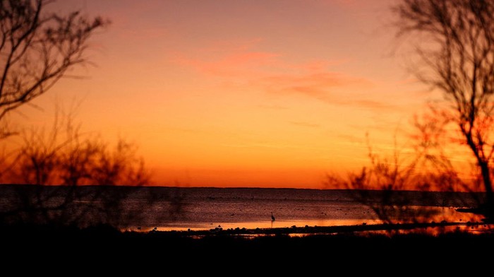 Birds perched on a tree at sunset on the Vaccares pond in the Camargue regional natural park in Saintes-Maries-de-la-Mer, France, November 18, 2025. REUTERS/Manon Cruz