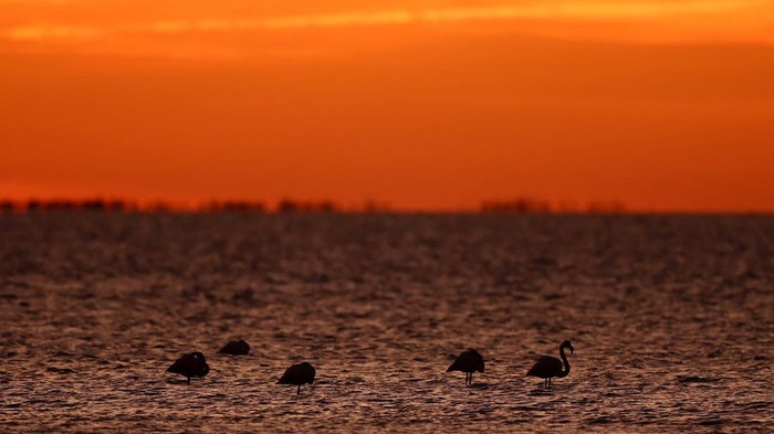 Birds perched on a tree at sunset on the Vaccares pond in the Camargue regional natural park in Saintes-Maries-de-la-Mer, France, November 18, 2025. REUTERS/Manon Cruz