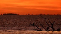 Flamingo bertengger di atas danau Vaccarès saat matahari turun. Danau ini adalah salah satu habitat flamingo paling penting di Camargue Regional Natural Park, menjadikan burung ikonik ini bagian khas dari pemandangan senja. REUTERS/Manon Cruz
