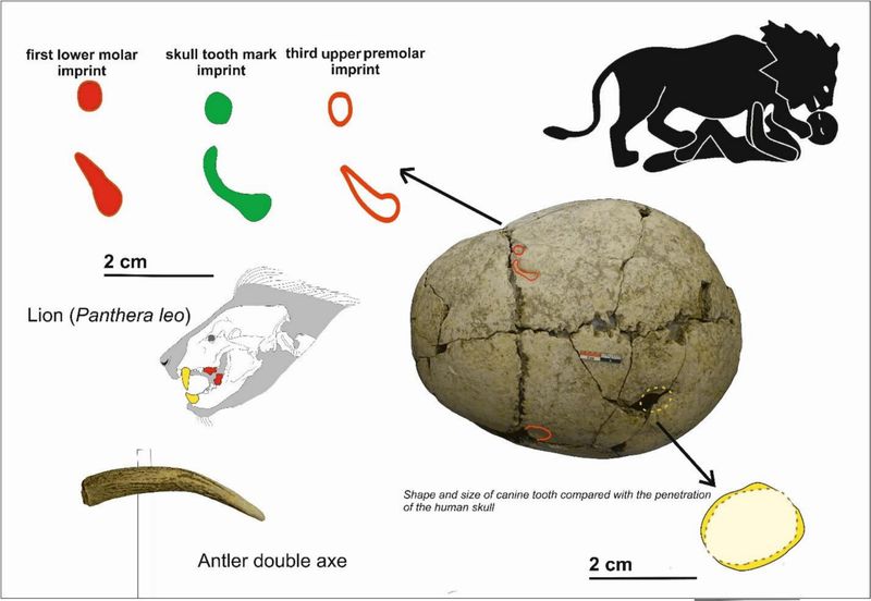 Hasil penelitian penemuan arkeologi pria muda digigit singa di Bulgaria Hasil penelitian penemuan arkeologi pria muda digigit singa di Bulgaria