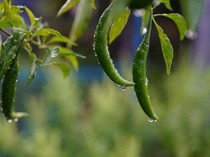 Prakiraan Cuaca Jawa Timur Hari Ini, Hujan Ringan di 22 Wilayah