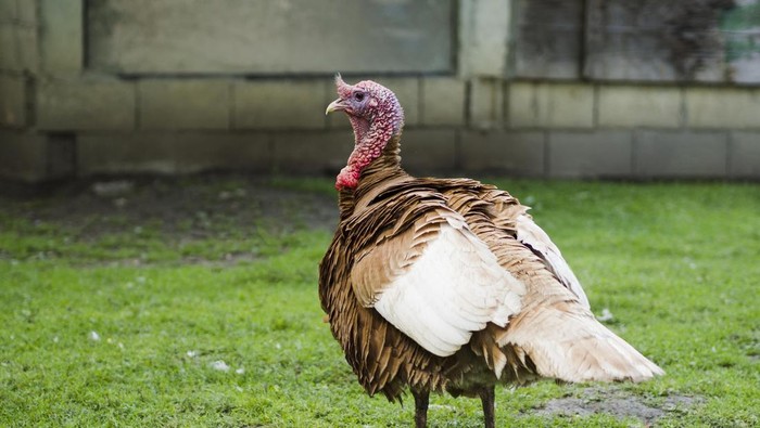 15 Burung yang Tidak Bisa Terbang Meski Punya Sayap, Kalkun Termasuk?