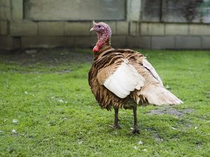 15 Burung yang Tidak Bisa Terbang Meski Punya Sayap, Kalkun Termasuk?