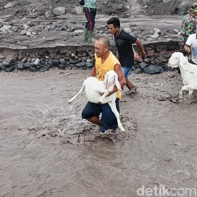 Momen Warga Bareng TNI Evakuasi Hewan Ternak Dari Banjir Lahar Dingin Semeru