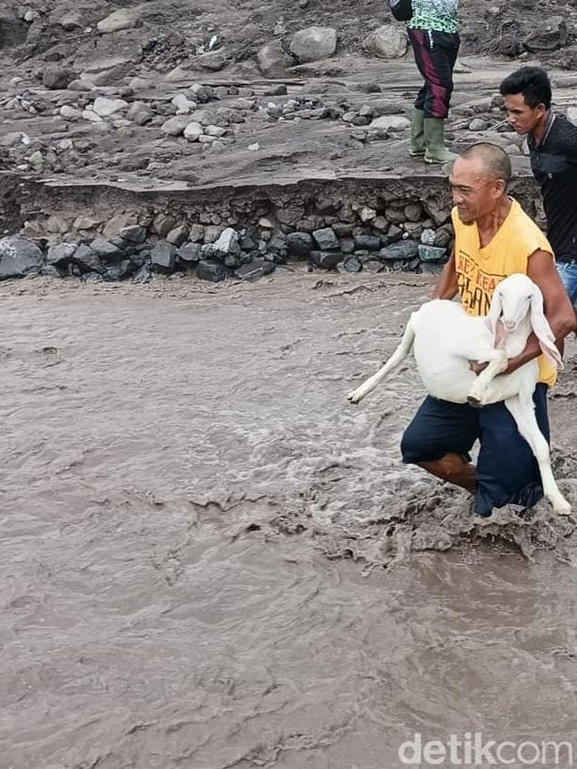 Momen Warga Bareng TNI Evakuasi Hewan Ternak Dari Banjir Lahar Dingin Semeru