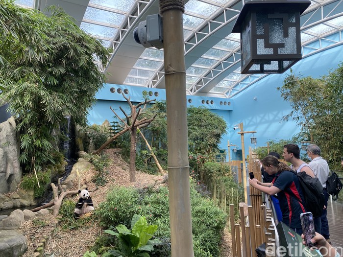 Panda di Mandai Rainforest Singapura